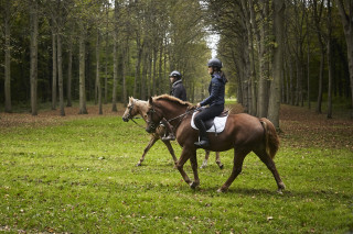 Horse In The City Horse In The City