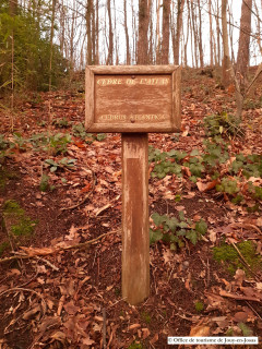 Panonceau arbre remarquable