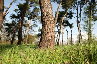 Arboretum de Chèvreloup