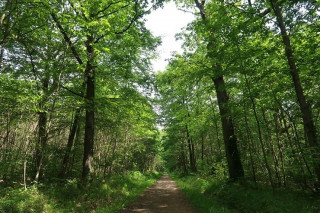 Forêt domaniale de Versailles Forêt domaniale de Versailles