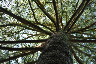 Arboretum de Chèvreloup