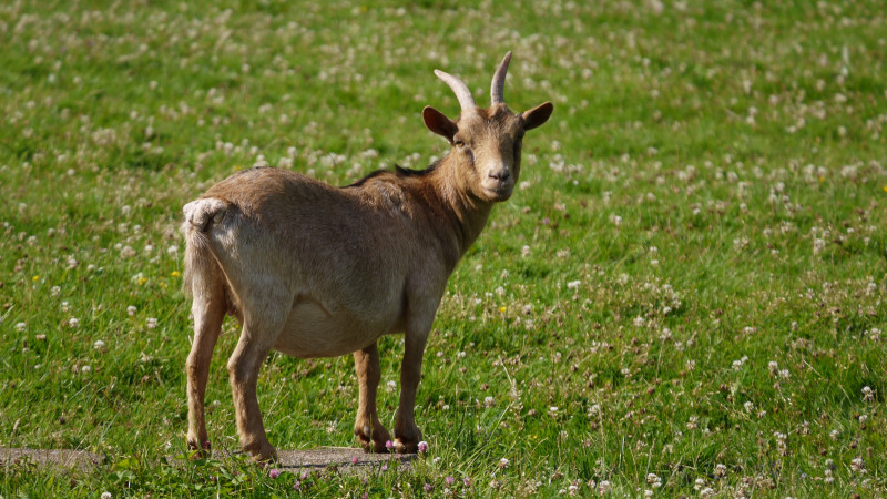 Granja del aldea de la reina - © Destination Versailles Grand Parc Granja del aldea de la reina