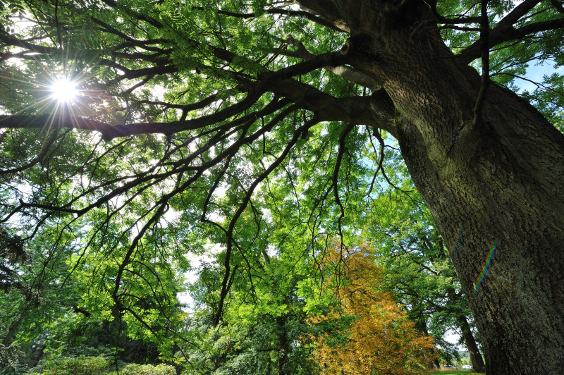 Arboretum de Chèvreloup - © MNHN F-G Grandin Arboretum de Chèvreloup
