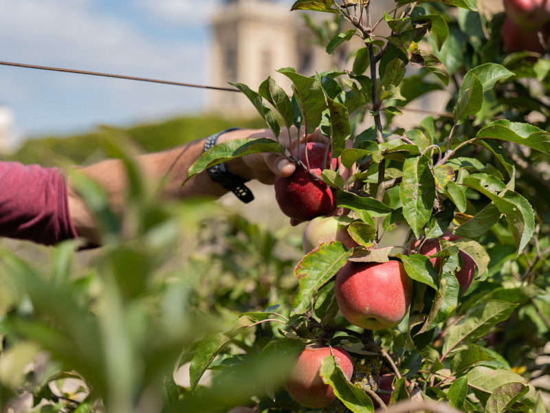 Potager du Roi Potager du Roi
