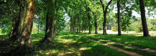 Arboretum de Versailles-Chèvreloup - Rendez-vous aux jardins_Le Chesnay-Rocquencourt