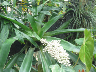 Arboretum de Chèvreloup - Epiphytes, des plantes aériennes !?!_Le Chesnay-Rocquencourt - © MNHN Arboretum de Chèvreloup - Epiphytes, des plantes aériennes !?!_Le Chesnay-Rocquencourt