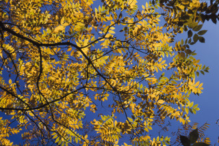 Arboretum de Chèvreloup Arboretum de Chèvreloup