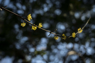 Arboretum Chèvreloup