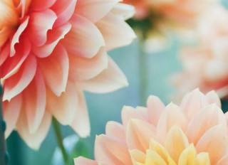 Cool beans - April Holiday Workshop – Flower Power_Versailles