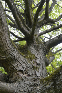 Arboretum de Chèvreloup - Jouons avec la nature_Le Chesnay-Rocquencourt