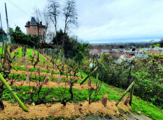 Journées Européennes du Patrimoine 2026 - Les vignes de Bougiva_Bougival - © Mairie de Bougival Journées Européennes du Patrimoine 2026 - Les vignes de Bougiva_Bougival