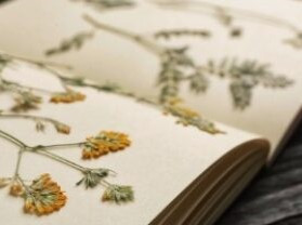 Viroflay Library - Creation of a herbarium_Viroflay