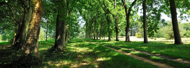 Versailles-Chèvreloup Arboretum - Rendez-vous in the gardens_Le Chesnay-Rocquencourt