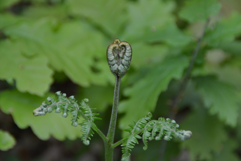 Croissance de la fougère Croissance de la fougère