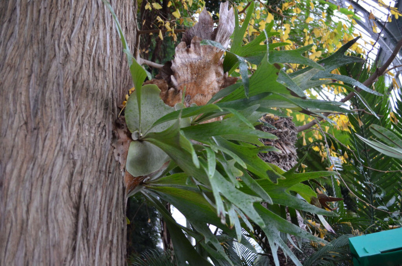 Arboretum de Chèvreloup