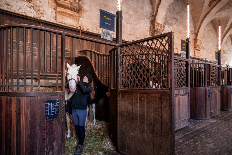 Dans les coulisses de l'Académie équestre (visite guidée)_Versailles