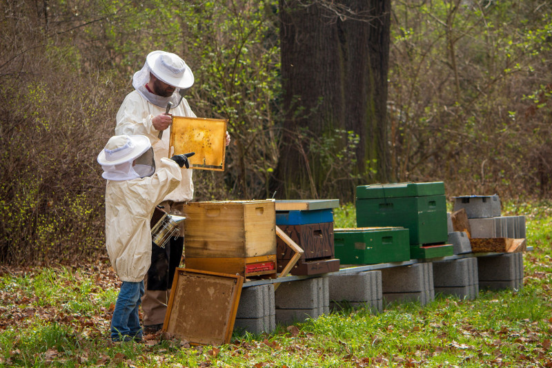 Journée Européennes du Patrimoine - Domaine D'Ors - Atelier ruches sur la vie des abeilles_Châteaufort