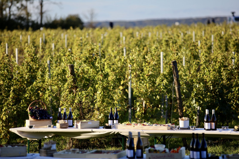 51561024710-9b7b9fd689-o-43346