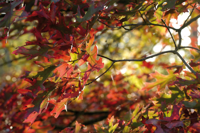Quercus rubra