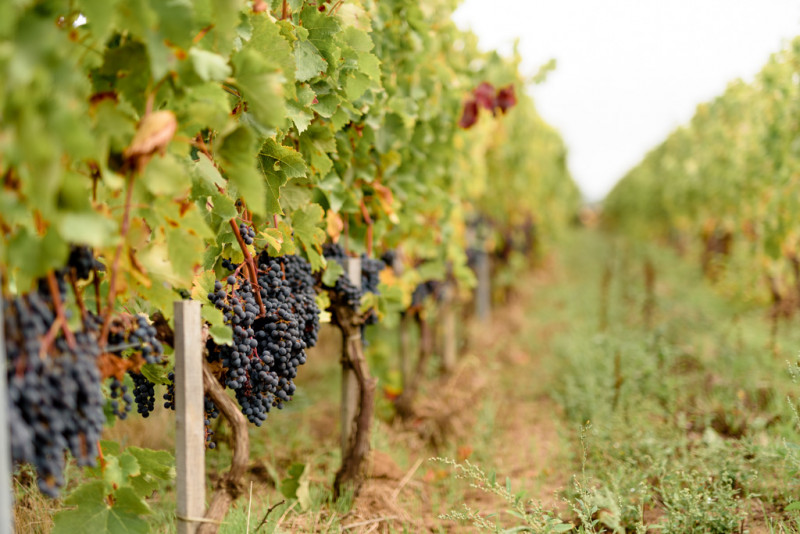 la-bouche-du-roi-005-43345